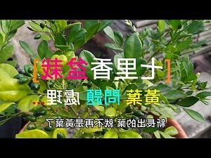 天堂鳥 黃葉